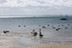 Pelicans and swans at Rhyll Beach
