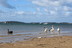 Pelicans and swans at Rhyll Beach